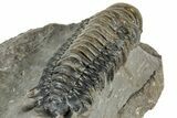 Prone Crotalocephalina Trilobite - Atchana, Morocco #322275-4